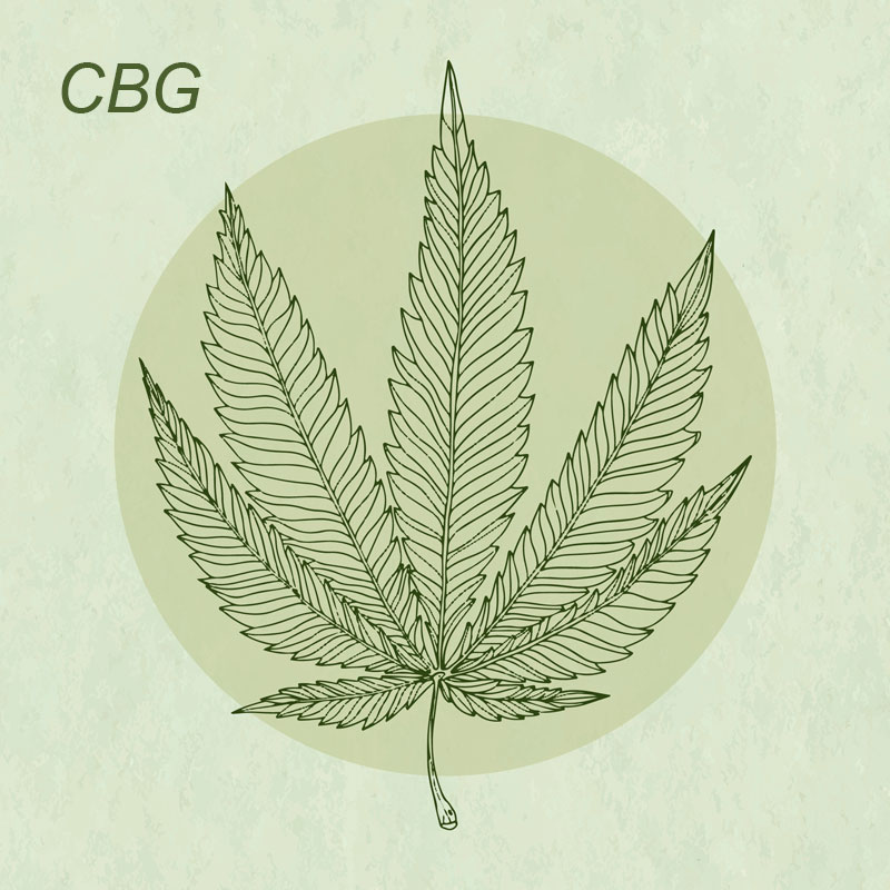 What is CBG? Benefits and Effects of Cannabigerol